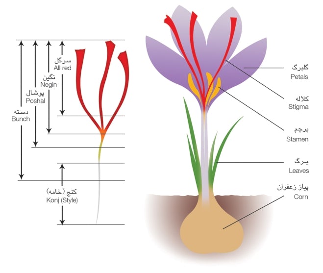 100% Pure Iranian Saffron , Top Negin